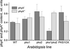 Graphical abstract: PKS1 and PKS2 affect the phyA state in etiolated Arabidopsis seedlings