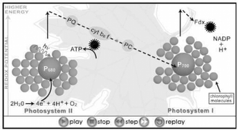 Graphical abstract: The digital photobiology compendium: perspectives on a web-based teaching tool from learners and developers