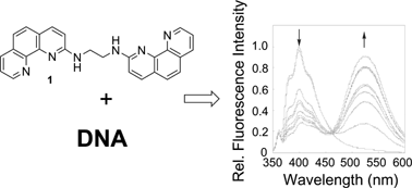 Graphical abstract: Bis(phenanthroline)-ethylenediamine conjugate displays excimer fluorescence upon binding with DNA