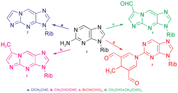 Graphical abstract: New nucleoside analogs from 2-amino-9-(β-d-ribofuranosyl)purine