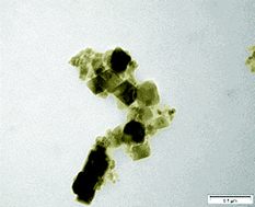 Graphical abstract: Magnetite nanocrystals from a single source metallorganic precursor: metallorganic chemistry vs. biogeneric bacteria