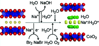 Graphical abstract: Chemical composition and crystal structure of superconducting sodium cobalt oxide bilayer-hydrate