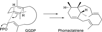 Graphical abstract: Biosynthesis of phomactins: common intermediate phomactatriene and taxadiene