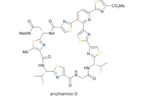 Graphical abstract: Total synthesis of the thiopeptide amythiamicin D