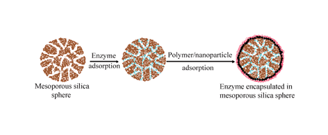 Graphical abstract: Enzyme encapsulation in nanoporous silica spheres