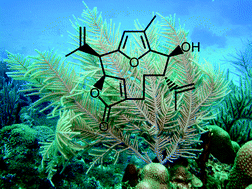 Graphical abstract: Marine chemical ecology