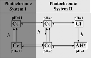 Graphical abstract: Two coupled photochromic systems of 3′,4′-(methylenedioxy)flavylium: kinetic and thermodynamic characterization