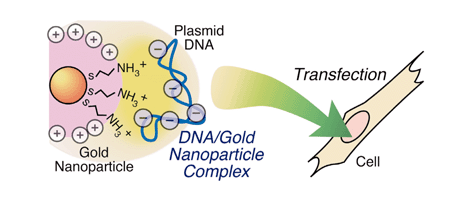 Graphical abstract: Preparation of primary amine-modified gold nanoparticles and their transfection ability into cultivated cells