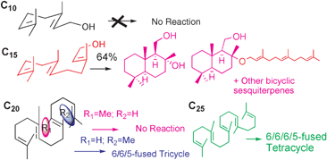 Graphical abstract: Enzymatic cyclization reactions of geraniol, farnesol and geranylgeraniol, and those of truncated squalene analogs having C20 and C25 by recombinant squalene cyclase