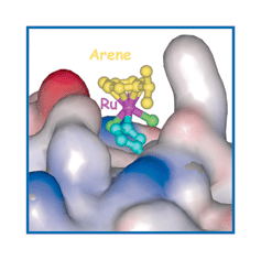Graphical abstract: Half-sandwich arene ruthenium(ii)–enzyme complex
