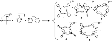 Graphical abstract: Formation of heterotopic metallacalix[n]arenes (n = 3, 4, 6) containing ethylenediaminepalladium(ii) metal fragments and 4,7-phenanthroline and 2-pyrimidinolate bridges. Synthesis, structure and host–guest chemistry