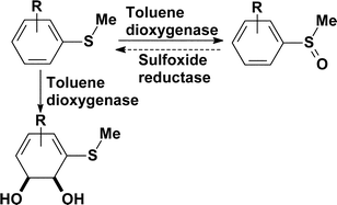 Graphical abstract: Dioxygenase-catalysed oxidation of alkylaryl sulfides: sulfoxidation versuscis-dihydrodiol formation