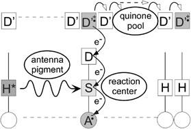 Graphical abstract: A simulation of key aspects of a primary process in natural photosynthesis by a Langmuir–Blodgett film assembly