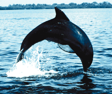 Graphical abstract: Effect of organochlorine contaminants and individual biological traits on blubber retinoid concentrations in bottlenose dolphins (Tursiops truncatus)