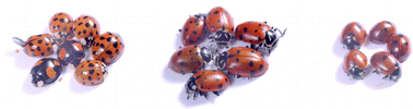 Graphical abstract: Headspace gas chromatography-mass spectrometry: a fast approach to the identification and determination of 2-alkyl-3- methoxypyrazine pheromones in ladybugs