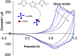 Graphical abstract: Electrosynthesis and characterization of biotin-functionalized poly(terthiophene) copolymers, and their response to avidin