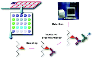 Graphical abstract: Screening of specific antigens for SARS clinical diagnosis using a protein microarray