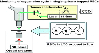 Graphical abstract: A microfluidic system enabling Raman measurements of the oxygenation cycle in single optically trapped red blood cells
