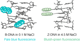 Graphical abstract: Fluorometric sensing of the salt-induced B–Z DNA transition by combination of two pyrene-labeled nucleobases