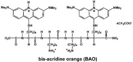 Graphical abstract: Fluorescence enhancement of bis-acridine orange peptide, BAO, upon binding to double stranded DNA