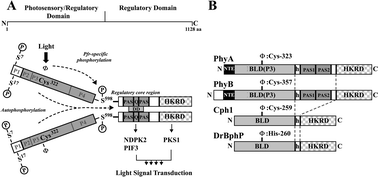 Graphical abstract: Phytochrome phosphorylation in plant light signaling