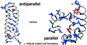 Graphical abstract: Advanced approaches for the characterization of a de novo designed antiparallel coiled coil peptide