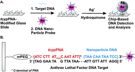 Graphical abstract: Cyclopentane-modified PNA improves the sensitivity of nanoparticle-based scanometric DNA detection
