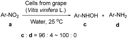 Graphical abstract: Highly chemoselective reduction of aromatic nitro compounds to the corresponding hydroxylamines catalysed by plant cells from a grape (Vitis vinifera L.)