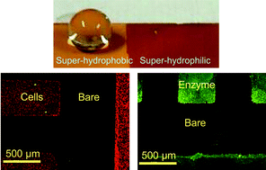 Graphical abstract: Super-hydrophobic/super-hydrophilic patterning of gold surfaces by photocatalytic lithography