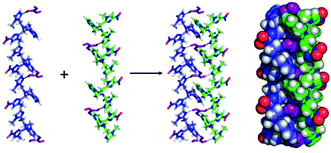 Graphical abstract: A supramolecular assembly of side-by-side polyimidazole tripod coils stabilized by π–π stacking and unique boric acid templated hydrogen bonding interactions