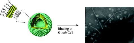 Graphical abstract: Carbohydrate-coated nanocapsules from amphiphilic rod–coil molecule: binding to bacterial type 1 pili
