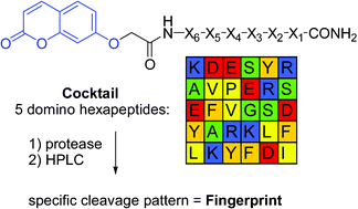 Graphical abstract: Protease profiling using a fluorescent domino peptide cocktail
