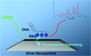 Graphical abstract: DNA detection by surface enhanced resonance Raman scattering (SERRS)
