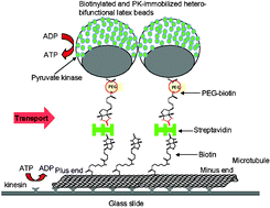 Graphical abstract: Motor protein nano-biomachine powered by self-supplying ATP