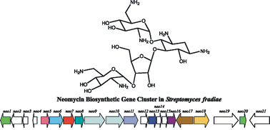 Graphical abstract: The neomycin biosynthetic gene cluster of Streptomyces fradiae NCIMB 8233: characterisation of an aminotransferase involved in the formation of 2-deoxystreptamine