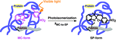 Graphical abstract: A novel fluorescence sensing system using a photochromism-based assay (P-CHROBA) technique for the detection of target proteins