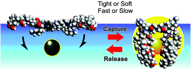 Graphical abstract: Effect of guest capture modes on molecular recognition by a dynamic cavity array at the air–water interface: soft vs. tight and fast vs. slow