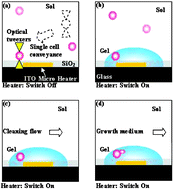 Graphical abstract: On chip single-cell separation and immobilization using optical tweezers and thermosensitive hydrogel