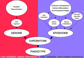 Graphical abstract: “Chromatomics” the analysis of the chromatome