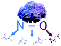 Graphical abstract: Rich chemistry of nitroso compounds