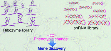 Graphical abstract: Functional gene-discovery systems based on libraries of hammerhead and hairpin ribozymes and short hairpin RNAs