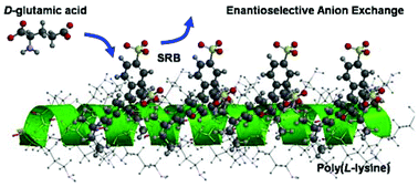 Graphical abstract: Enantioselective anion exchange on a positively charged poly(l-lysine) layer assembled on thin TiO2-gel films