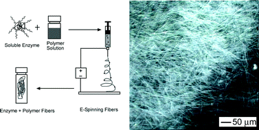 Graphical abstract: Direct fabrication of enzyme-carrying polymer nanofibers by electrospinning