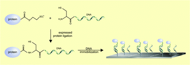 Graphical abstract: Synthesis of covalent DNA–protein conjugates by expressed protein ligation