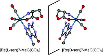 Graphical abstract: Structure, reactivity and solution behaviour of [Re(ser)(7-MeG)(CO)3] and [Re(ser)(3-pic)(CO)3]: “nucleoside-mimicking” complexes based on the fac-[Re(CO)3]+ moiety