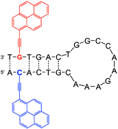 Graphical abstract: 1-Ethynylpyrene-modified guanine and cytosine as optical labels for DNA hybridization