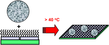 Graphical abstract: Temperature-triggered capture of dispersed particles using deposited Laponite with grafted poly(N-isopropylacrylamide) chains