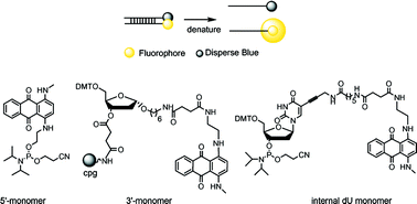 Graphical abstract: Synthesis and evaluation of a new non-fluorescent quencher in fluorogenic oligonucleotide probes for real-time PCR