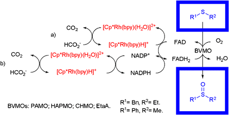 Graphical abstract: [Cp*Rh(bpy)(H2O)]2+ as a coenzyme substitute in enzymatic oxidations catalyzed by Baeyer–Villiger monooxygenases
