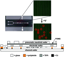 Graphical abstract: Integrated microsystem for dielectrophoretic cell concentration and genetic detection